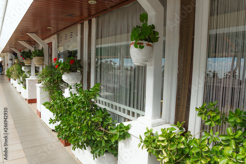 potted plants decorating the facade of the building, plant growing and home and garden decor concept © dvulikaia