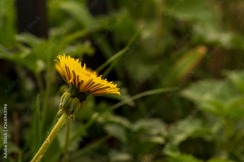 Fototapeta premium Bright dandelion on a blurred green background