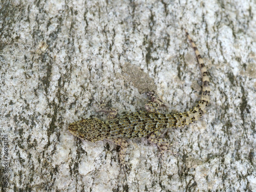 Kotschys gecko, Cyrtopodion kotschyi photo