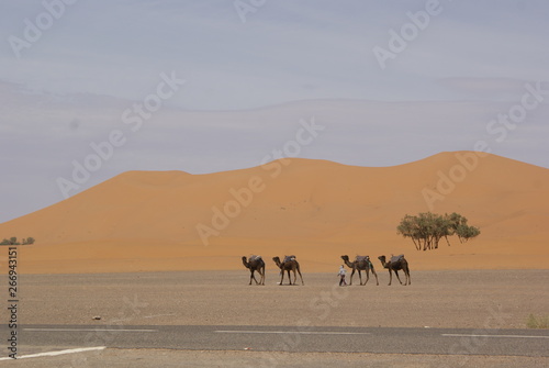 Dunes and camels in the desert