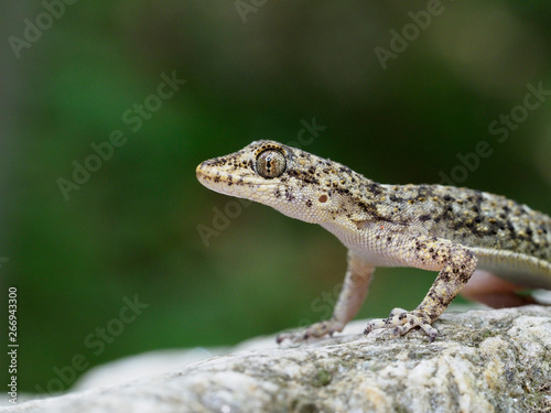 Kotschys gecko, Cyrtopodion kotschyi photo