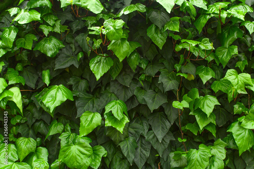 green leaves dark background,natural green leaves texture for a background