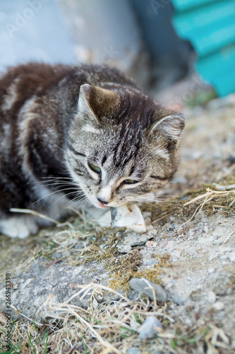 Cute country multicolor cat eating fish with appetite on the ground