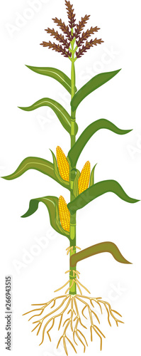 Corn (maize) plant with green leaves, root system, ripe fruits and flowers isolated on white background