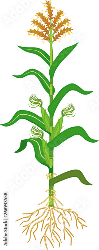 Corn (maize) plant with green leaves, root system, fruits isolated on white background