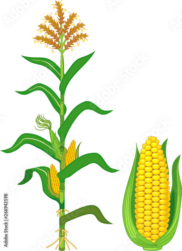 Corn (maize) plant with leaves and ripe yellow corn ear with green husk isolated on white background