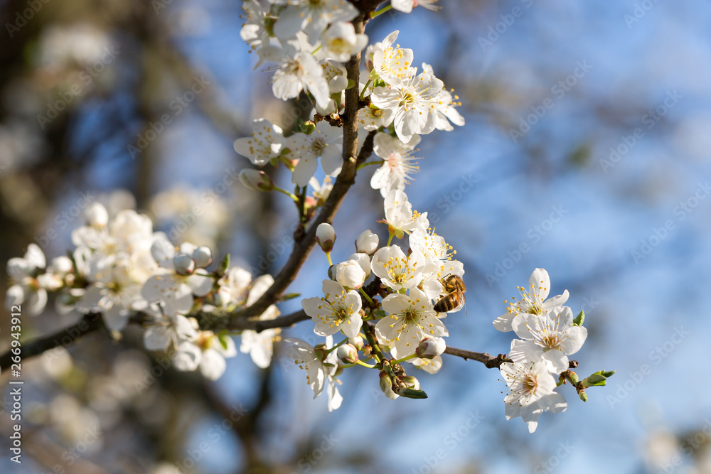 Abeille sur un arbre en fleur au printemps Abeille sur un arbre en fleur au printemps