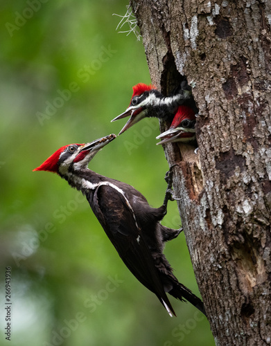 Pileated Woodpecker Nest  photo