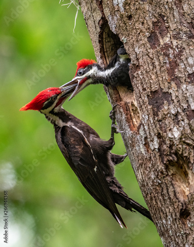 Pileated Woodpecker Nest 