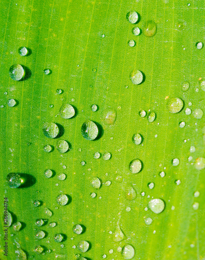 Beautiful green leaf with drops of water, background
