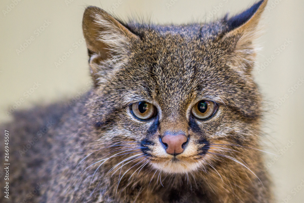 Gato Palheiro / Pampas Cat (Leopardus pajeros) Stock Photo | Adobe Stock