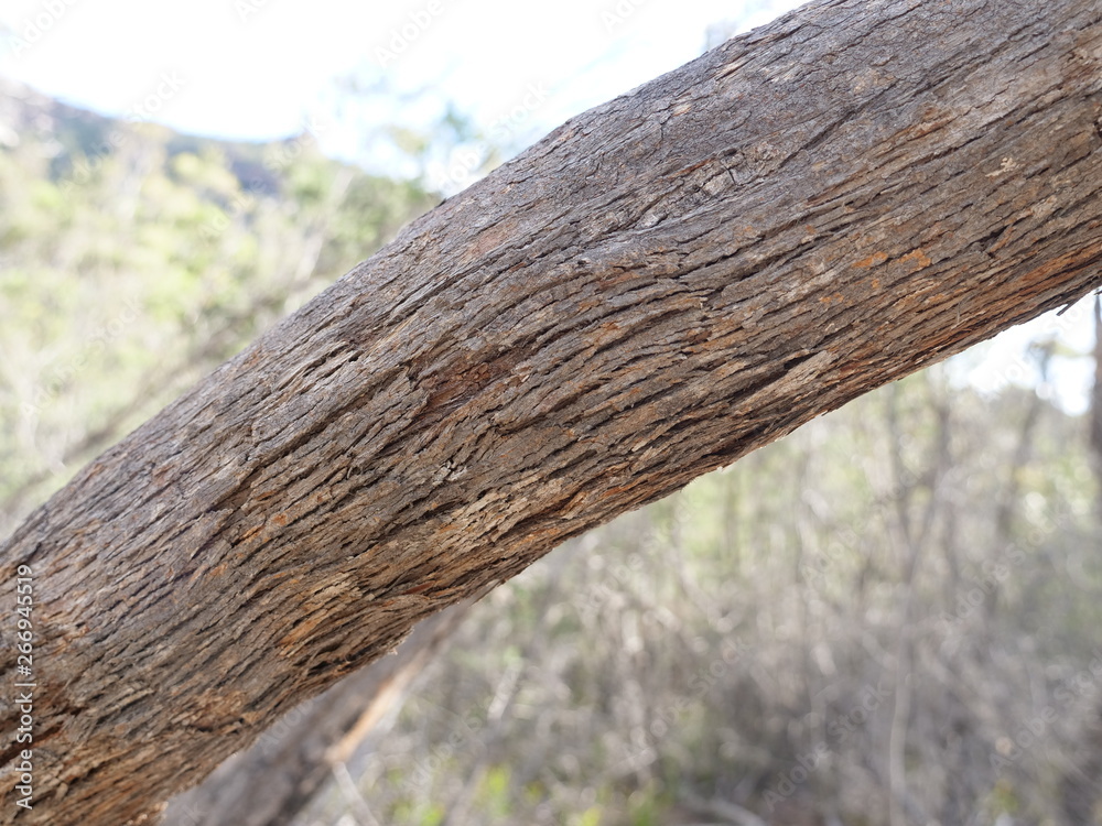 Fototapeta premium old wooden fence
