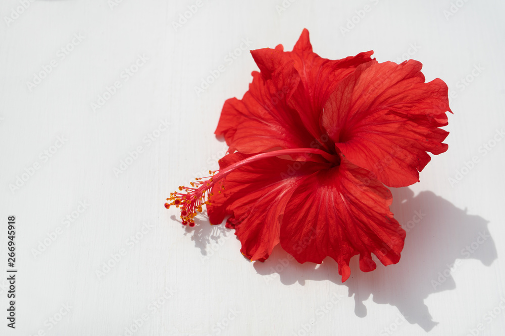 Red hibiscus flower - obrazy, fototapety, plakaty 