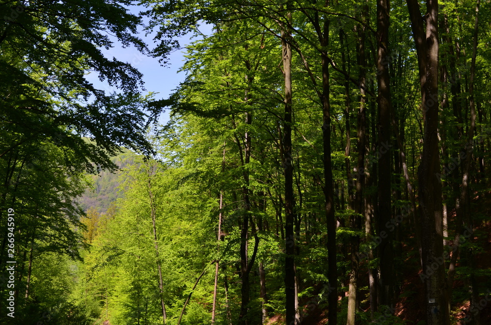 Obraz premium Spring beech forest with fresh light green foliage