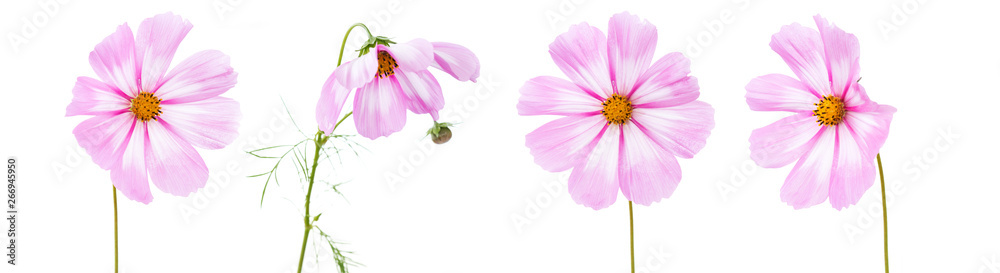 Cosmos flowers isolated on white background. Summer floral background.