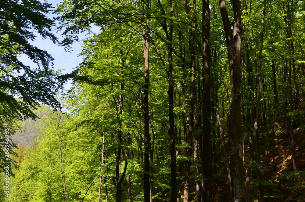 Spring beech forest with fresh light green foliage Spring beech forest with fresh light green foliage