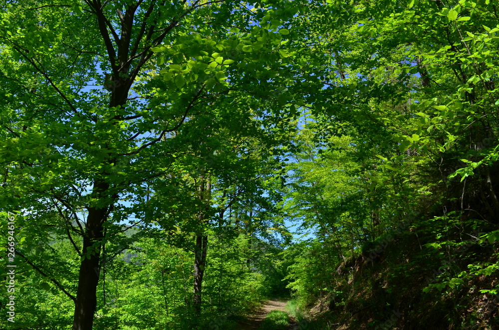 Spring beech forest with fresh light green foliage Spring beech forest with fresh light green foliage