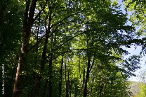 Spring beech forest with fresh light green foliage