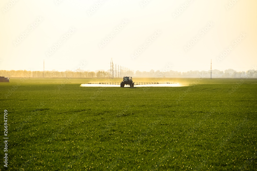 tractor with the help of a sprayer sprays liquid fertilizers on young wheat in the field.