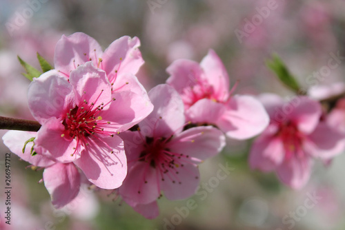 pink cherry blossom flower in spring time over blue sky.