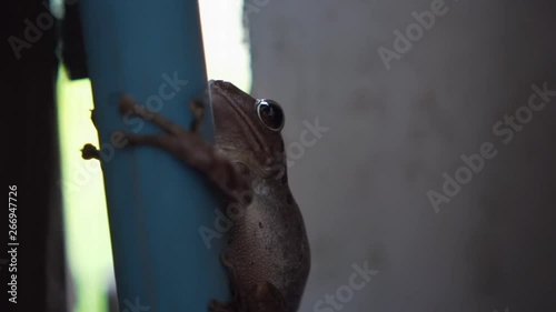 Cute frog just hugging still with a pole at wooden house. close up. photogenic. slow motion. photo