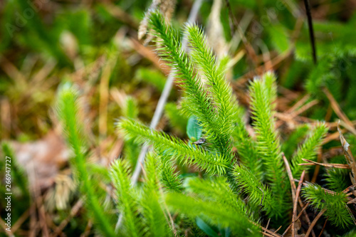 fern in forest