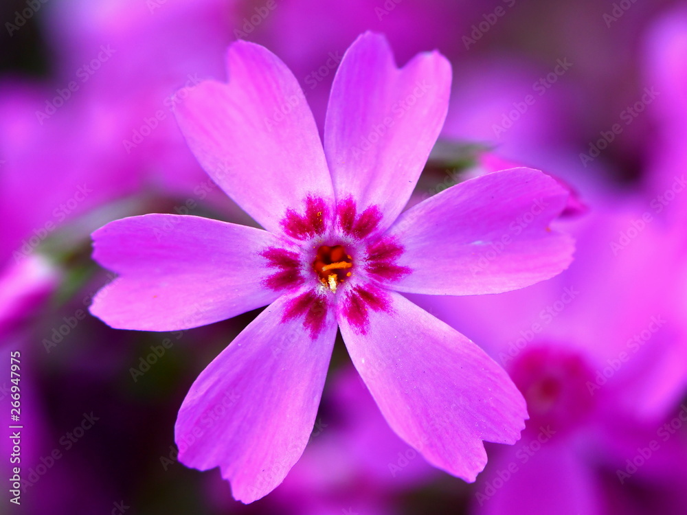 beautiful phlox subulata flower close up beautiful phlox subulata flower close up
