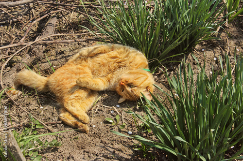 Beautiful cat lying on the street in the grass © Stasiuk