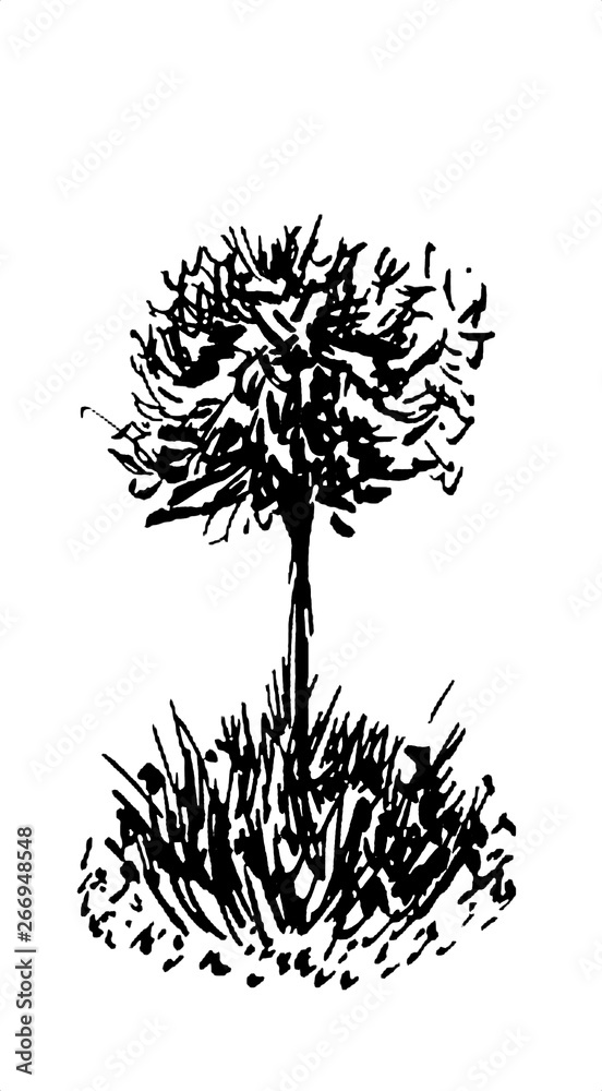 Naklejka premium Tree sketch.Vintage illustration, engraved style. Hand drawn ink. Back line drawing Isolated on white background. For landscape, park, outdoors design.