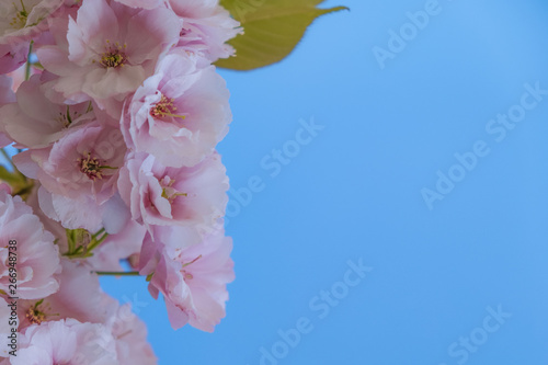 Soft pink cherry blossoms against a bright blue sky. Soft focus edging.