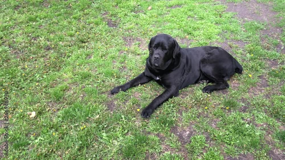 Black big dog Kana Corse sits near the fence and looks into the distance. Cane Corso - breeding dog with a pedigree. Black big dog Kana Corse sits near the fence and looks into the distance. Cane Corso - breeding dog with a pedigree.