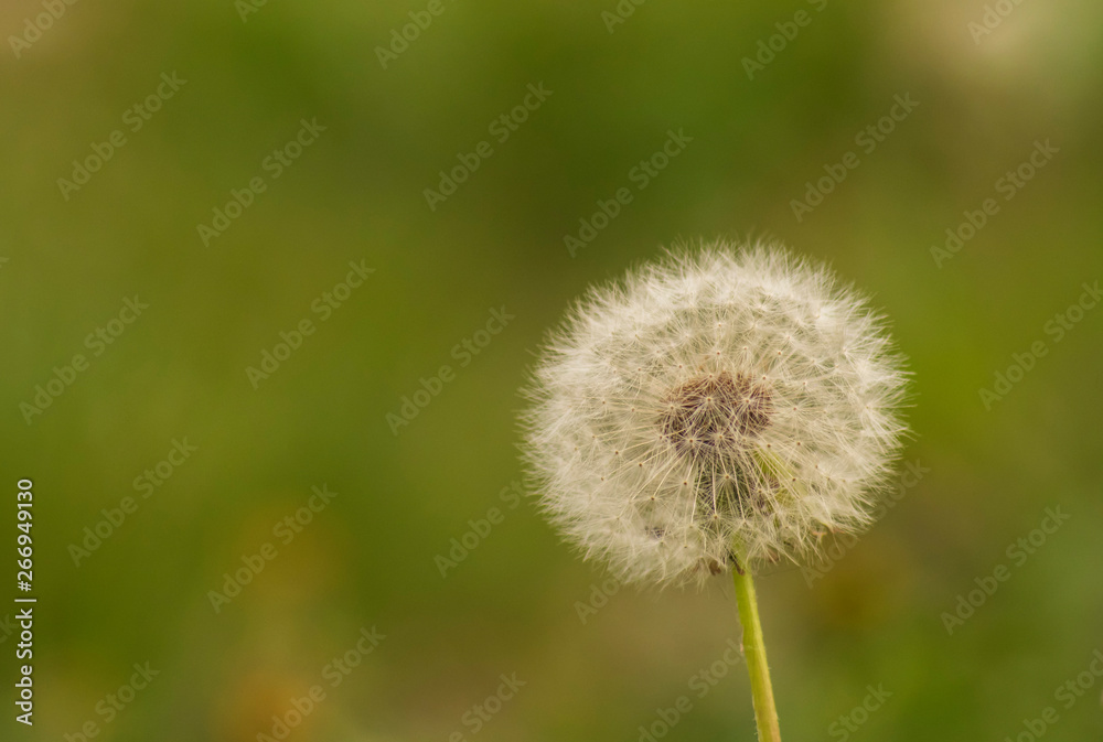 Mature dandelion with fluffy seeds Mature dandelion with fluffy seeds