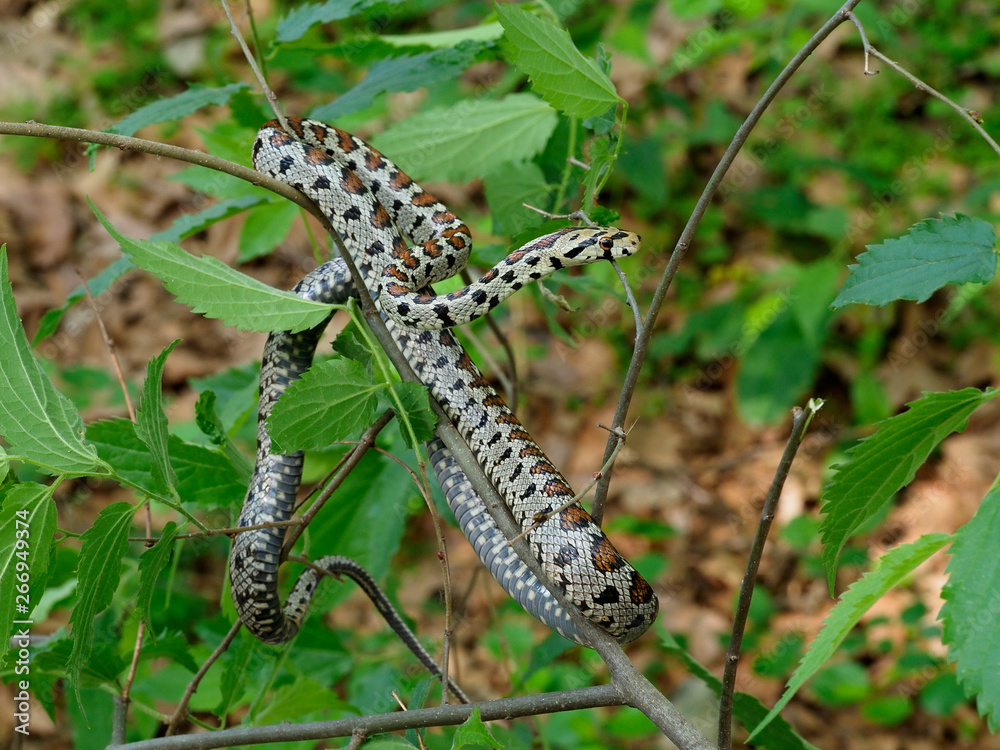 European ratsnake or Leapard snake, Zamenis situla European ratsnake or Leapard snake, Zamenis situla