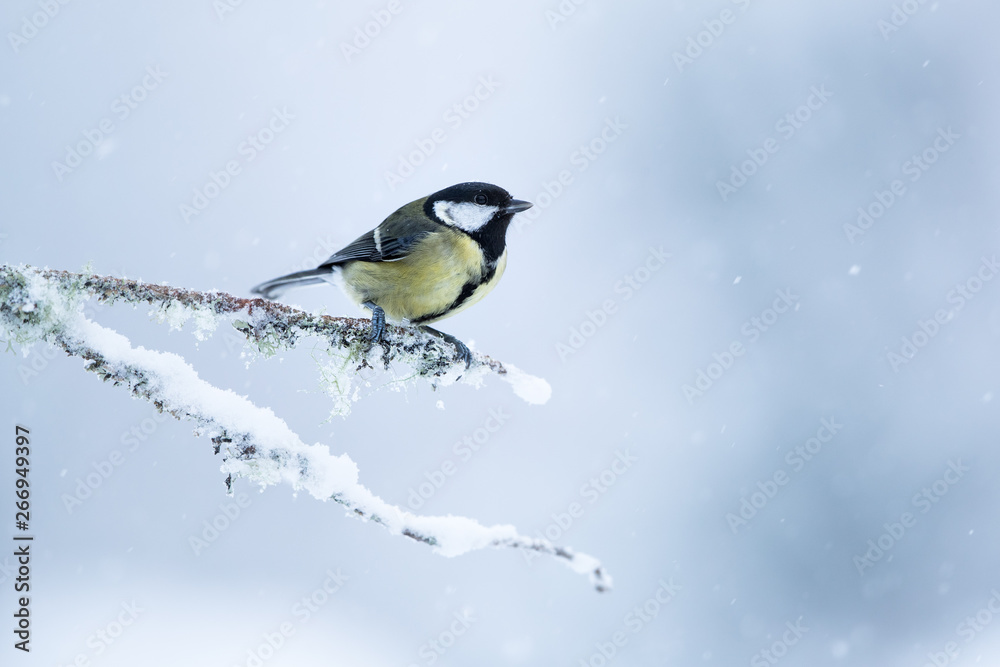 Great tit perched on a snow and moss covered branch with a white mottled background. Great tit perched on a snow and moss covered branch with a white mottled background.