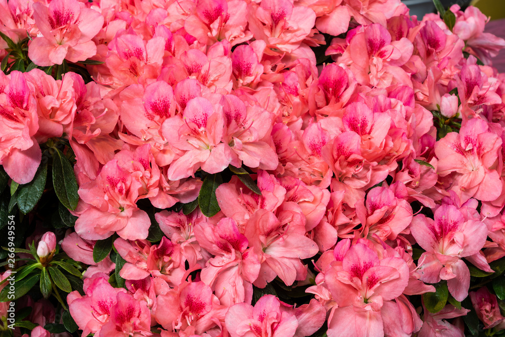 Rosa blühende Azaleen Rosa blühende Azaleen