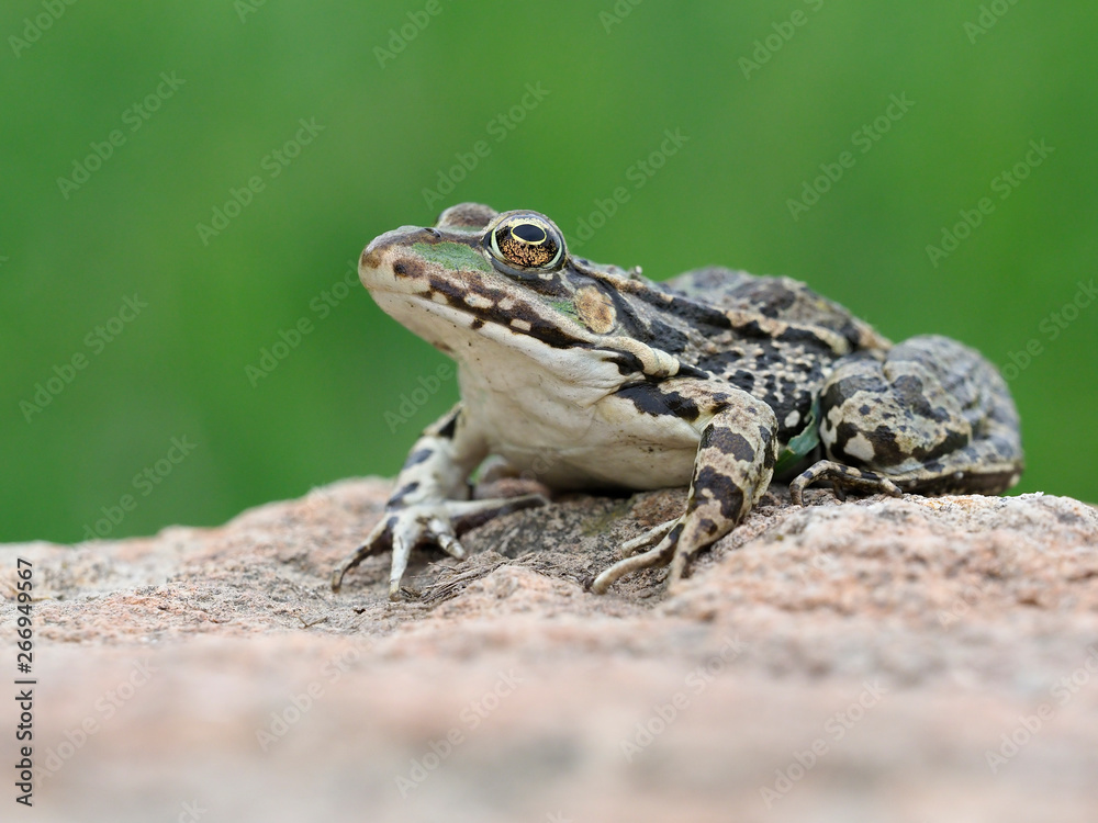 Marsh frog, Pelophylax ridibundus Marsh frog, Pelophylax ridibundus