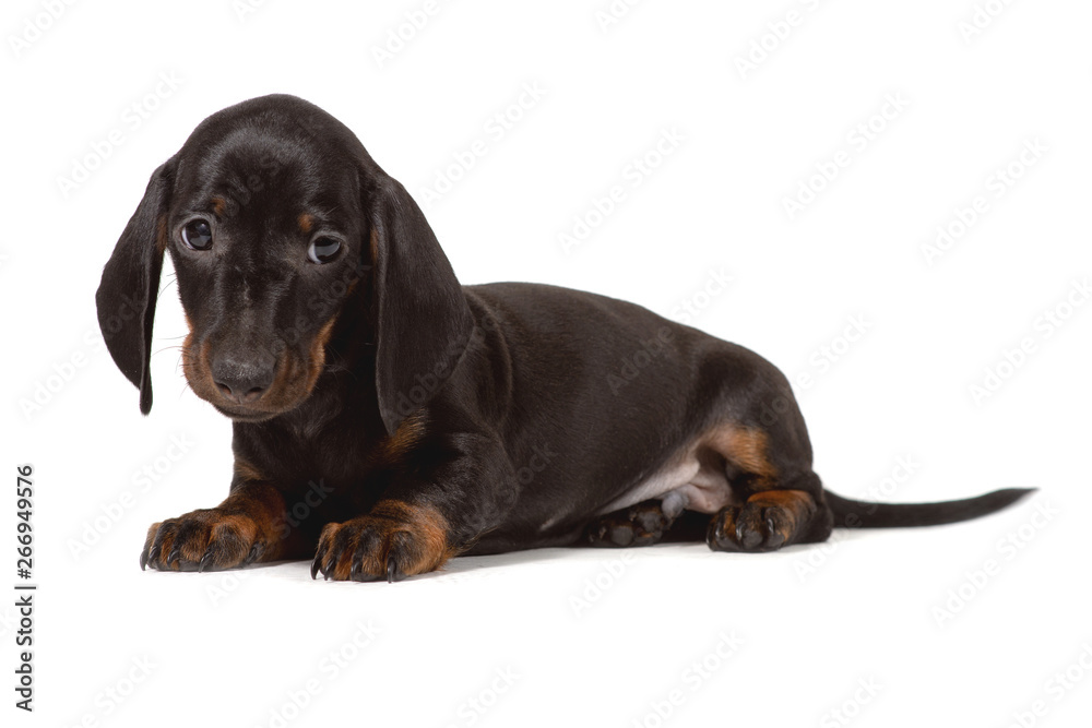Puppy Dachshund lies and looks sadly into the camera, isolated on a white background. Puppy Dachshund lies and looks sadly into the camera, isolated on a white background.