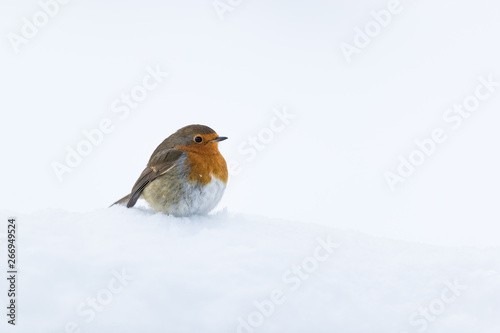 Robin red breast perched on a heap of snow with a white background. 