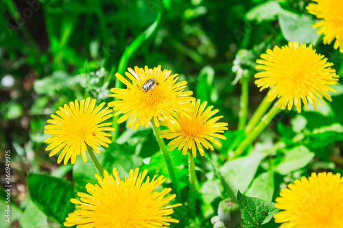 Dandelions in the meadow. Bee on a flower