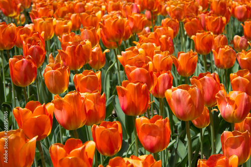 An Orange Tulip Field on a Spring day