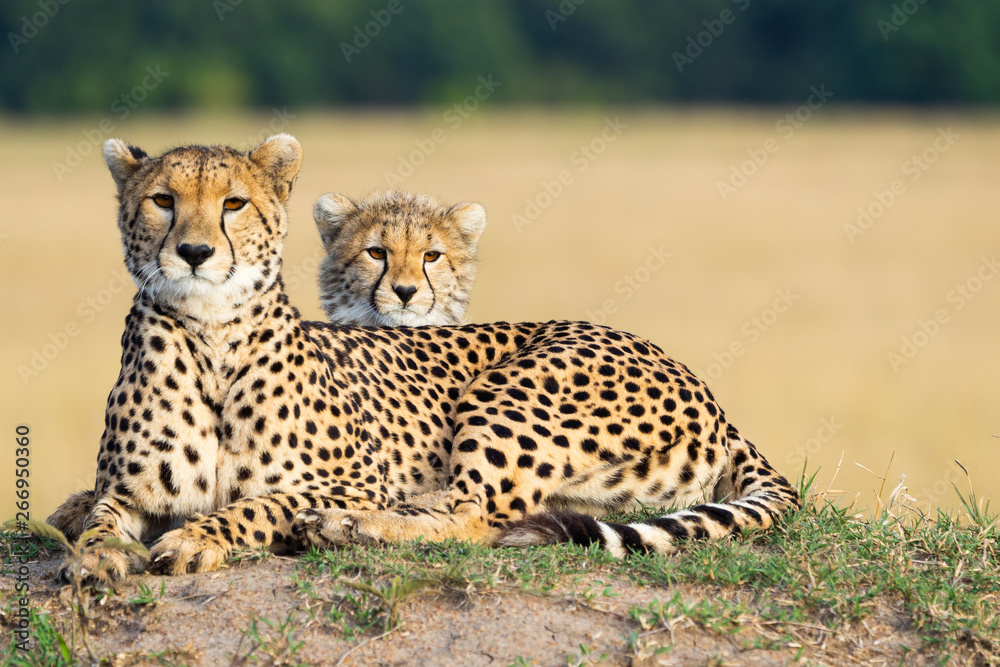 Cheetah mother and son laying together Cheetah mother and son laying together