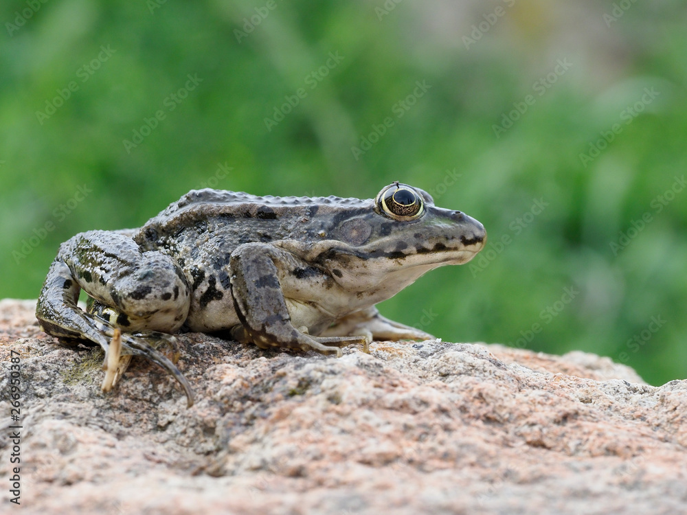 Marsh frog, Pelophylax ridibundus Marsh frog, Pelophylax ridibundus