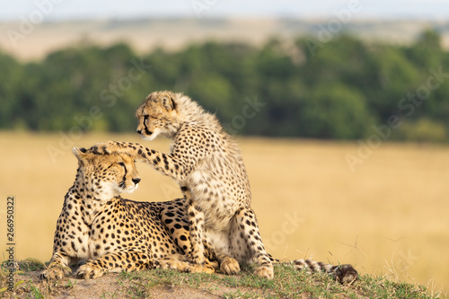 Cheetah mother and son playing around