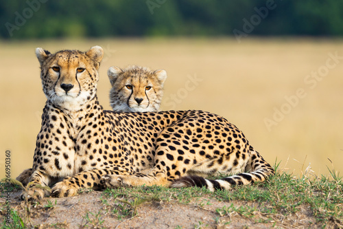 Cheetah mother and son laying together