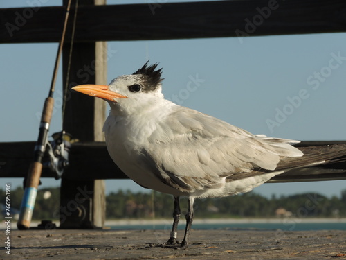 bird in the sea with fishingman photo