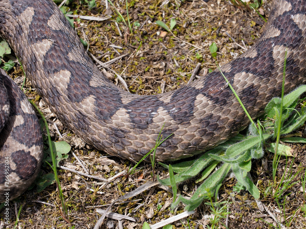 Fototapeta premium Nose-horned viper, Vipera ammodytes