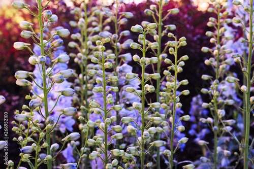 Baptisia australis, commonly known as blue wild indigo or blue false indigo at purple sunset in the garden.