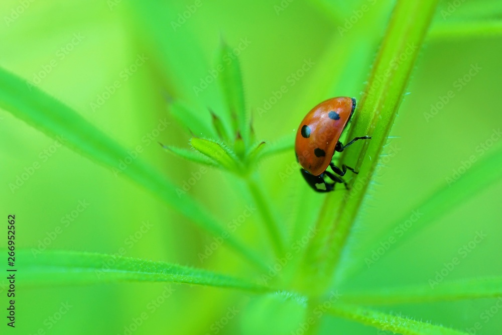 ladybug on green leaf ladybug on green leaf