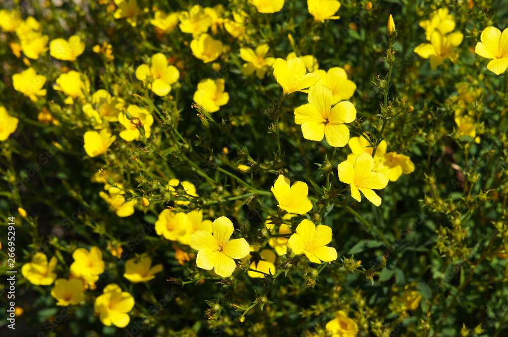 Obraz premium Linum flavum golden flax yellow flowers with green