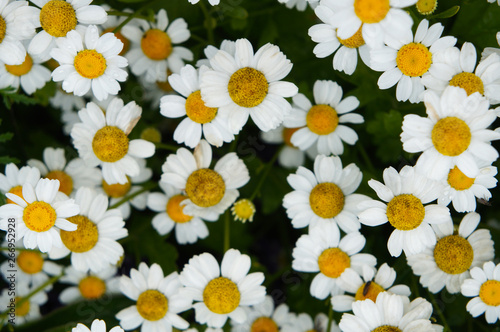 Chrysanthemum parthenium or featherfew or pyrethrum parthenium  white flowers background photo